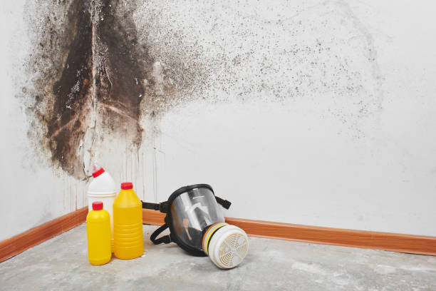 Best Bathroom Mold Remediation in Dahlgren, VA