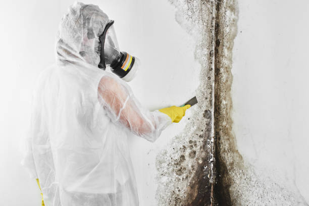 Best Commercial Mold Remediation in Dahlgren, VA
