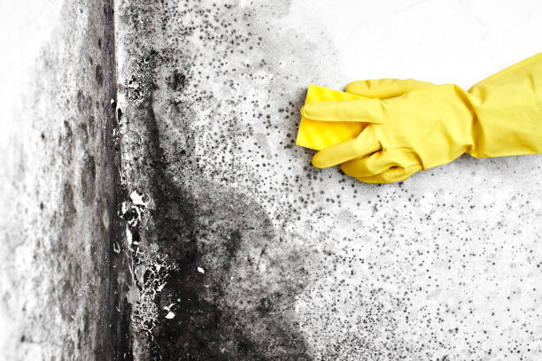 Best Mold Remediation for Specific Building Types in Dahlgren, VA