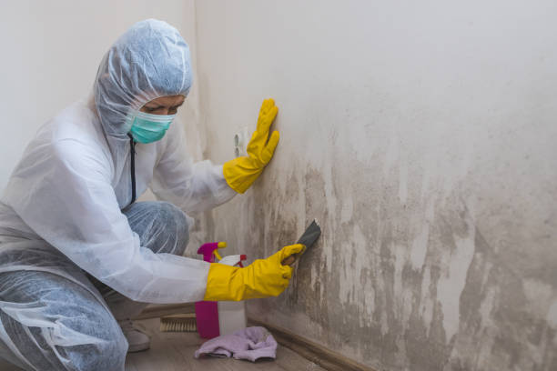 Best Emergency Mold Remediation in Dahlgren, VA