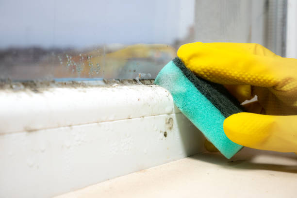 Best Commercial Mold Remediation in Dahlgren, VA