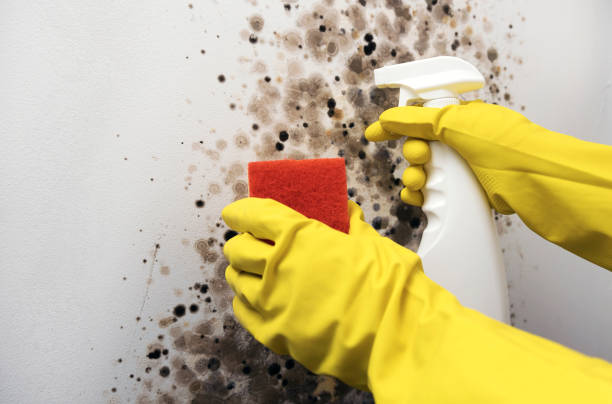 Best Health and Safety Mold Remediation in Dahlgren, VA