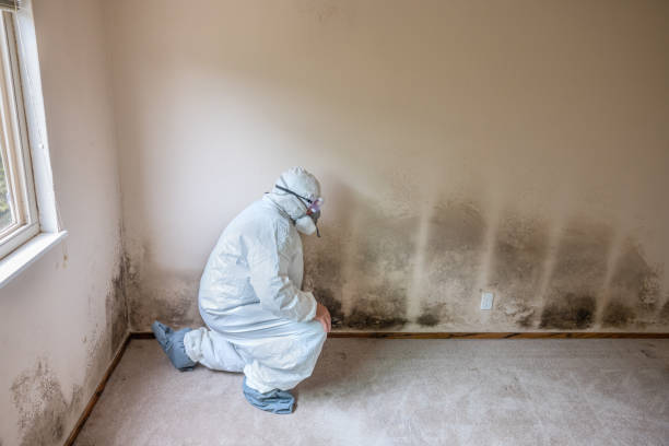 Best Basement Mold Remediation in Dahlgren, VA